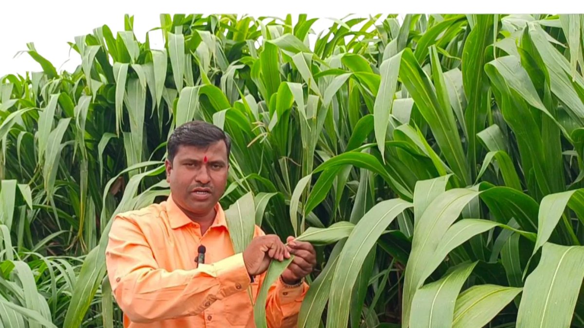 Badal seeds